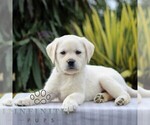 Small Photo #6 Labrador Retriever Puppy For Sale in GORDONVILLE, PA, USA