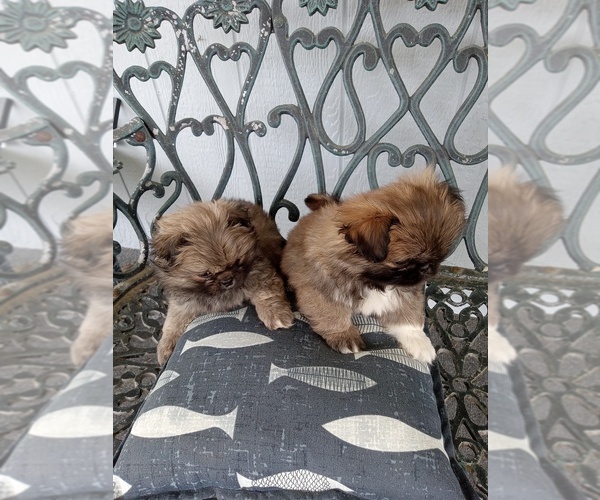 Medium Photo #1 Pekingese Puppy For Sale in CALHOUN CITY, MS, USA