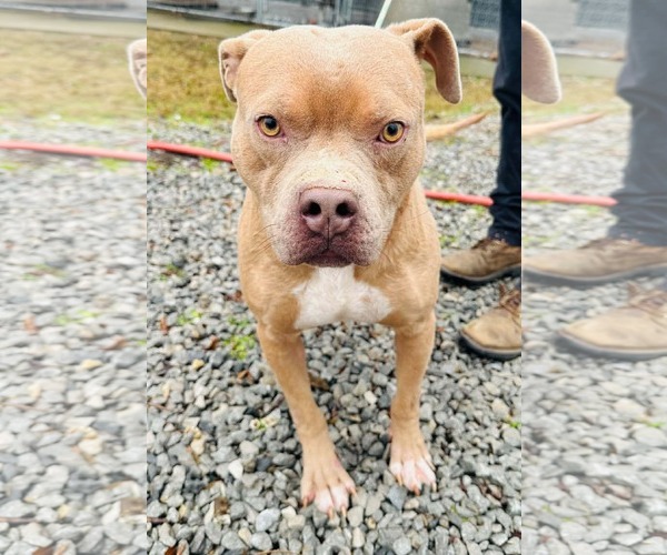 Medium Photo #2 American Staffordshire Terrier-Unknown Mix Puppy For Sale in Westwood, NJ, USA