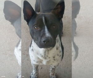 OJ - Male Mutt Dog for Adoption - Photo #2