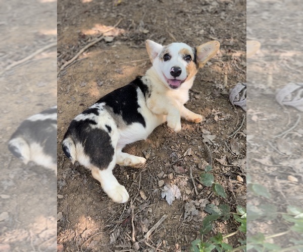 Medium Photo #1 Pembroke Welsh Corgi Puppy For Sale in RUCKERSVILLE, VA, USA