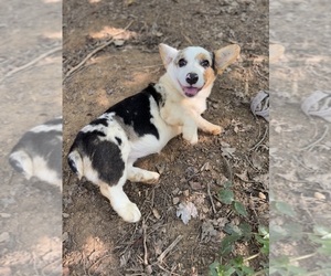 Pembroke Welsh Corgi Puppy for sale in RUCKERSVILLE, VA, USA