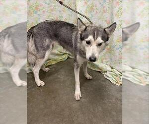 Siberian Husky-Unknown Mix Dogs for adoption in Rosenberg, TX, USA