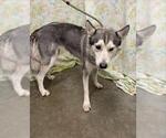 MAGGIE MY - Female Siberian Husky-Unknown Mix Dog for Adoption - Small photo