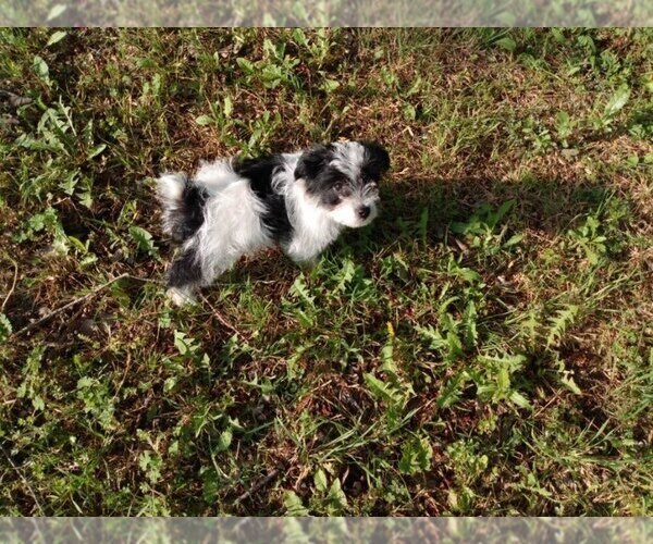 Medium Photo #4 Morkie Puppy For Sale in FORT WORTH, TX, USA