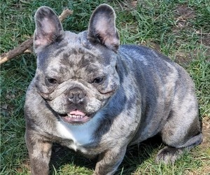 Mother of the French Bulldog puppies born on 06/10/2025