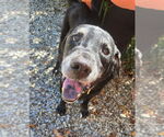 Small #1 Labrador Retriever Mix