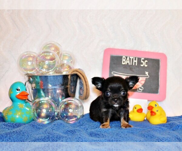 Medium Photo #2 Chihuahua Puppy For Sale in CHARLESTON, AR, USA
