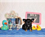 Puppy Ventura Chihuahua
