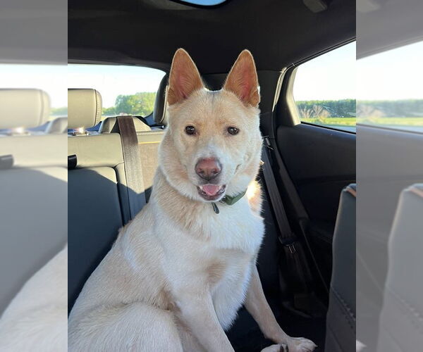 Medium Photo #3 Huskies -Unknown Mix Puppy For Sale in Crystal, MN, USA