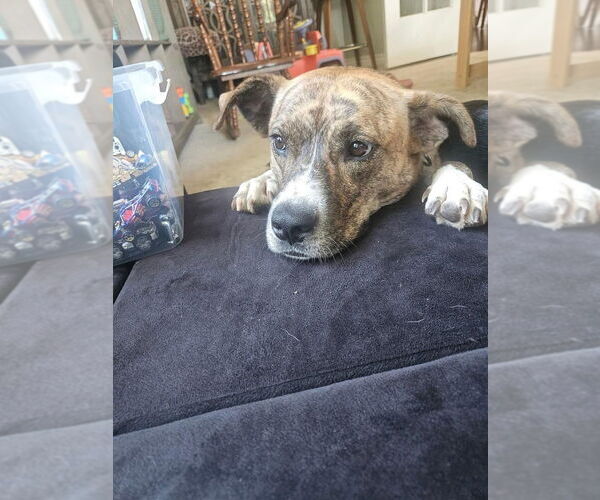 Medium Photo #30 American Pit Bull Terrier-Unknown Mix Puppy For Sale in OKLAHOMA CITY, OK, USA