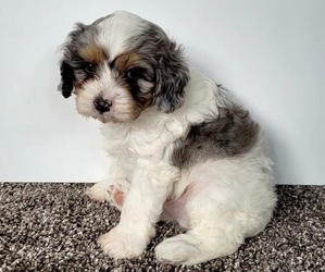 Cavapoo Puppy for Sale in ORRVILLE, Ohio USA