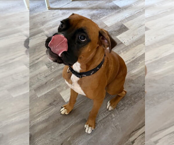 Medium Photo #2 Boxer Puppy For Sale in Austin, TX, USA