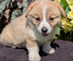 Small Photo #55 Pembroke Welsh Corgi Puppy For Sale in GOSHEN, IN, USA