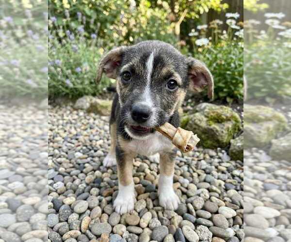 Medium Photo #2 Jack Russell Terrier Puppy For Sale in San Diego, CA, USA