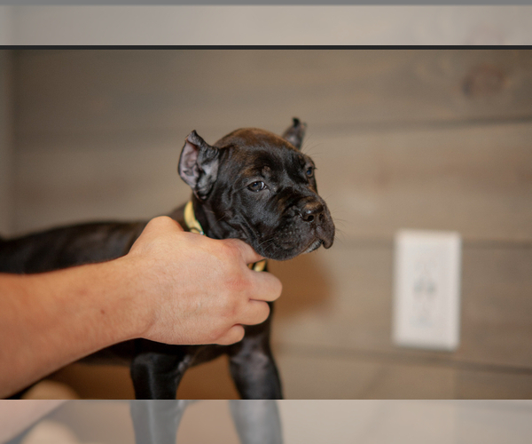 Medium Photo #1 Cane Corso Puppy For Sale in PORTERVILLE, CA, USA