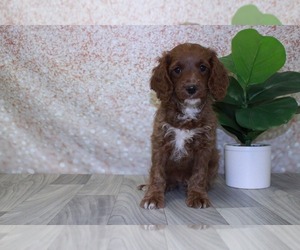Cavapoo Puppy for sale in MARIETTA, GA, USA