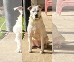 Small Photo #5 American Bulldog Puppy For Sale in Mooresville, NC, USA