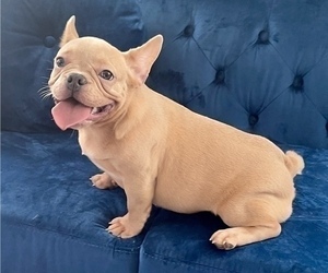 Medium French Bulldog