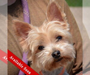 Mutt Dogs for adoption in Huntley, IL, USA