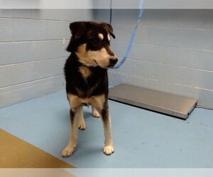 Siberian Husky-Unknown Mix Dogs for adoption in Moreno Valley, CA, USA