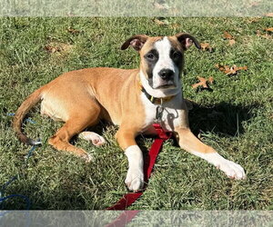Boxer Dogs for adoption in Burnsville, MN, USA