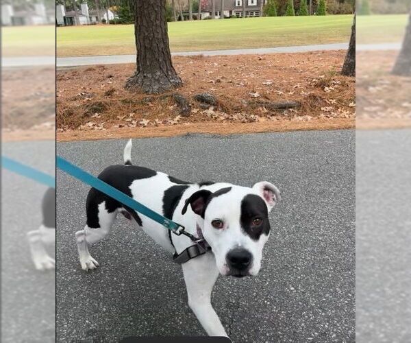 Medium Photo #10 American Pit Bull Terrier-Unknown Mix Puppy For Sale in Virginia Beach, VA, USA
