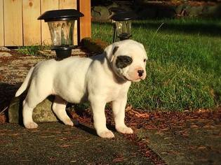 American Bulldog Puppy for sale in PUYALLUP, WA, USA