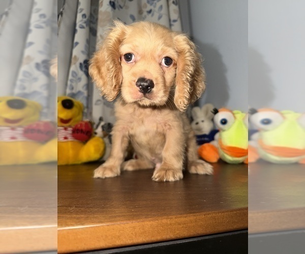 Medium Photo #14 Cocker Spaniel Puppy For Sale in DURHAM, CT, USA