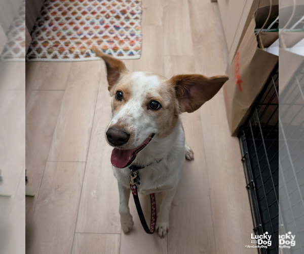 Medium Photo #9 Collie-Unknown Mix Puppy For Sale in Washington, DC, USA