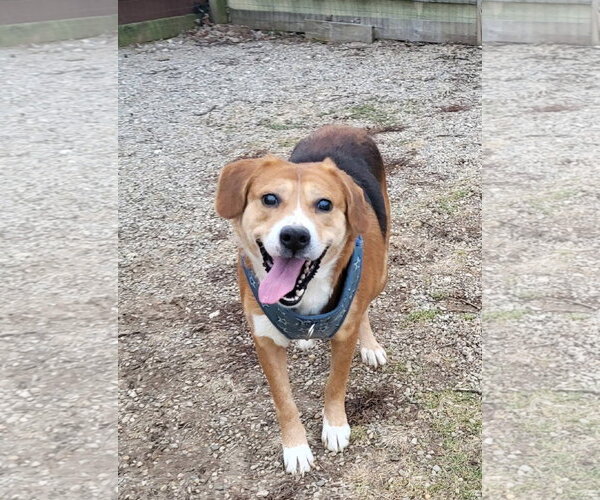Medium Photo #30 Beagle-Unknown Mix Puppy For Sale in Germantown, OH, USA