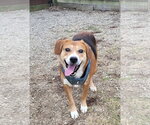 Small #29 Beagle Mix