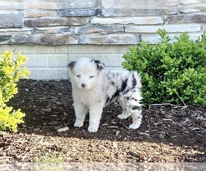 Australian Shepherd Puppy for sale in LODA, IL, USA