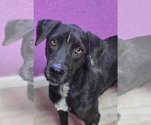 Plott Hound-Unknown Mix Dogs for adoption in Shillington, PA, USA