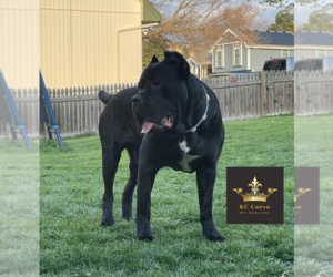 Father of the Cane Corso puppies born on 04/13/2023