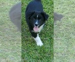 Puppy Puppy 3 Australian Shepherd