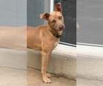 Small #2 American Pit Bull Terrier Mix