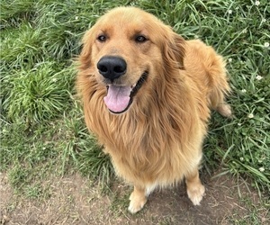 Father of the Golden Retriever puppies born on 04/29/2025