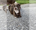 Small Photo #6 Boston Terrier Puppy For Sale in FRANKLIN, VT, USA