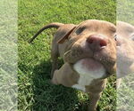 Small #7 Bullboxer Pit