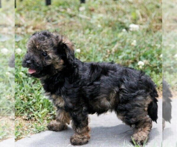Medium Photo #2 -Havanese Mix Puppy For Sale in DANVILLE, PA, USA