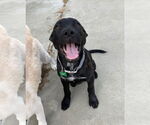 Small #2 Shepradors