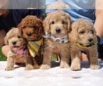 Small Photo #63 Goldendoodle Puppy For Sale in TIMBERLAKE, NC, USA
