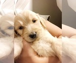 Small Photo #1 Goldendoodle Puppy For Sale in MONTGOMERY, AL, USA