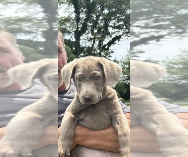 Medium Photo #1 Labrador Retriever Puppy For Sale in GREENFIELD, IN, USA