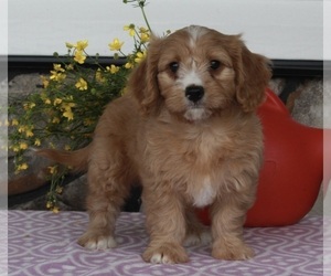 Cavapoo Puppy for sale in FREDERICKSBURG, OH, USA