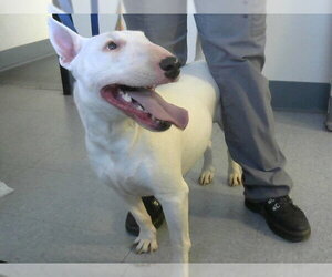 Bull Terrier Dogs for adoption in Big Bear City, CA, USA