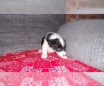 Small Photo #21 Border Collie Puppy For Sale in AIKEN, SC, USA