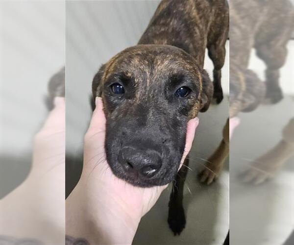 Medium Photo #1 Mutt Puppy For Sale in Bakersfield, CA, USA