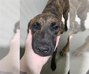 Mutt Dogs for adoption in Bakersfield, CA, USA